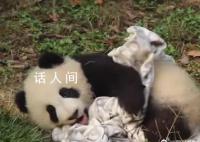 熊猫宝宝过冬裹紧小被子 实在是太可爱了