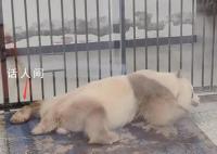 七仔连睡觉jiojio都在打拍子 让人忍不住想笑