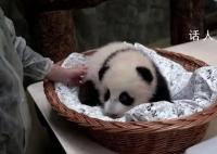 旅俄大熊猫幼崽“奶凶”画面曝光 抬起爪子拍向工作人员并发出咆哮