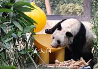 丫丫炫完笋接着炫苹果 丫丫打哈欠萌翻了