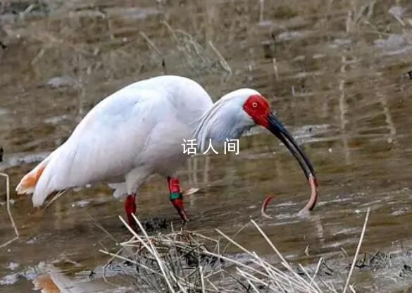 中国赠日本朱鹮死亡 曾受雷声惊吓