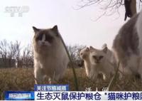 辽宁盘锦40多只猫咪组队守粮仓 点赞护粮小卫士