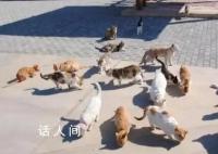 企业养40只猫守护粮仓 饲养猫咪已超20年