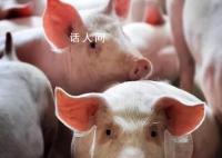 券商:猪价或仍处于区间震荡为主