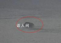 南京一头野猪横渡长江 灵活避开了多艘航行中的轮船
