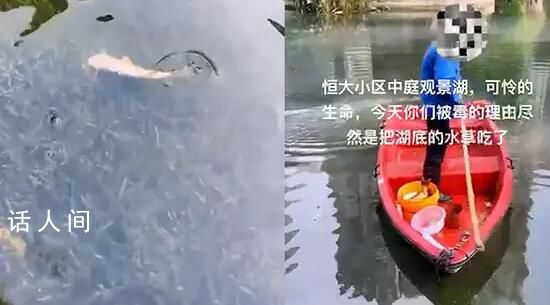 为保护水草毒死百条鱼?物业回应