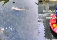 为保护水草毒死百条鱼?物业回应
