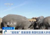 加拿大“超级猪”数量激增 对庄稼和养殖场带来极大威胁