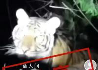 官方辟谣广西两地出现野生老虎 称网传信息不实