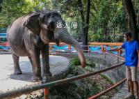 全球最孤独大象去世 享年49岁