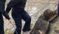 南京过江猛猪伤人后疑落网 将做无害化处理