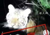 官方辟谣广西两地出现野生老虎 经教育批评发布人已删除该视频
