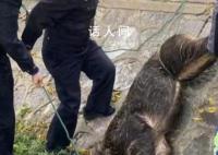南京过江猛猪伤人后疑落网 将做无害化处理