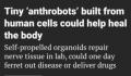 “人体细胞机器人”问世 直径约在30到500微米