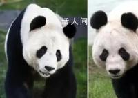 旅英大熊猫“阳光”“甜甜”将回国 英国民众对大熊猫依依不舍