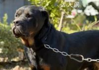 罗威纳犬被成都纳入禁养犬名单 成都禁养犬种有哪些2023