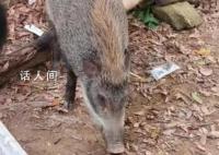 深圳一景区野猪被投喂成网红猪 工作人员回应：安排了人员提醒劝阻