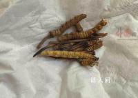 小猫偷吃20根虫草主人含泪赔2千 有点郁闷但没有责怪小猫