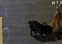 大学生用无人机救遭撕咬保护动物 无人机成功营救
