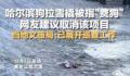 哈尔滨回应网友建议取消狗拉爬犁 系私人经营正在整治劝离