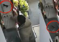 大哥徒手4秒6连掌送鼠鼠“回家” 网友直呼太生猛