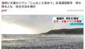 日本北海道海岸现大量沙丁鱼尸体 目前原因不明