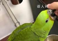 网友分享自家鹦鹉吃“断头饭” 让网友们大呼心疼