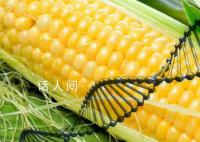 51个转基因品种获审定通过 转基因玉米大豆商业化种植的窗口已打开