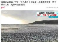 日本北海道海岸现大量沙丁鱼尸体 目前原因不明