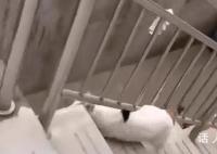 猫咪犟种附体欲跳对面房顶连摔3次 网友：对面有鱼干?