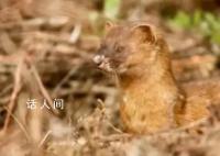 上海男子捕食33只黄鼠狼 被警方抓获