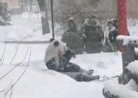 旅俄大熊猫“如意”大雪中吃竹子 十分惬意
