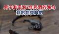 男子发现泡2年的药酒里海马竟是塑料 用火烧会收缩还伴有塑料味