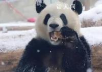 萌兰滚了一身炸裂糖霜 下雪后的北京动物园大熊猫萌兰尽情撒欢