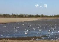 11只掉队东方白鹳被专车护送放飞 以利于它们跟上迁徙鸟群