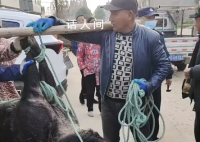 湖北一野猪咬死村民被民警击毙 善后工作正在开展