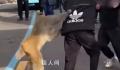 猴子强抢男子食物被踢开 景区回应