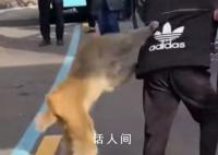 猴子强抢男子食物被踢开 景区回应