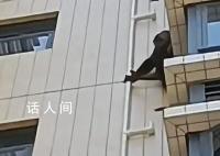 黑猩猩攀爬居民楼?专家:是藏酋猴
