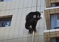 广东有猩猩爬居民楼?物业:没抓住