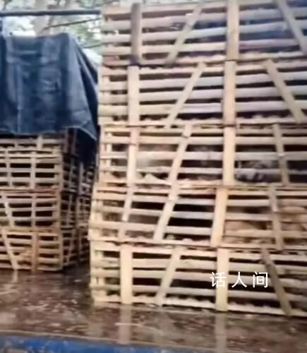 一辆载有950余只猫的运猫车被拦截 相关部门正在跟进处理