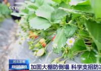 “菜篮子”量足价稳 各地从田间到超市多措并举全力保供稳价