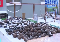 东北的室外果然是天然大冰箱 比冰箱冻得好