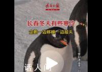长春冬天冻懵企鹅:脚丫不敢着地
