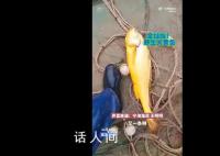 渔民捕获海中土豪金能卖二三万 大黄鱼重达4.2斤体长约60厘米