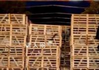 女孩一年举报几十个猫贩子窝点 拯救猫咪15车数以万计的生命得以存活