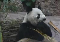 丫丫开启冬至进补模式 网友：丫丫养的小鸟肉眼可见的胖了