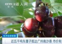 车厘子有望便宜四成 广州南沙港就迎来了本季的首艘车厘子快船