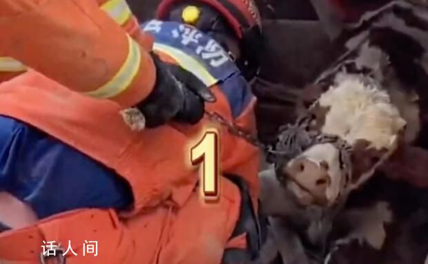 消防员从废墟中把牛救出 消防员全力救援每一个生命都令人感动