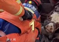消防员从废墟中把牛救出 消防员全力救援每一个生命都令人感动